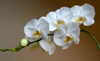 Как вырастить прекрасные цветы орхидеи у себя дома — секреты правильного ухода