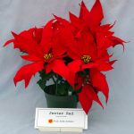 Фото 88: Poinsettia jester Red