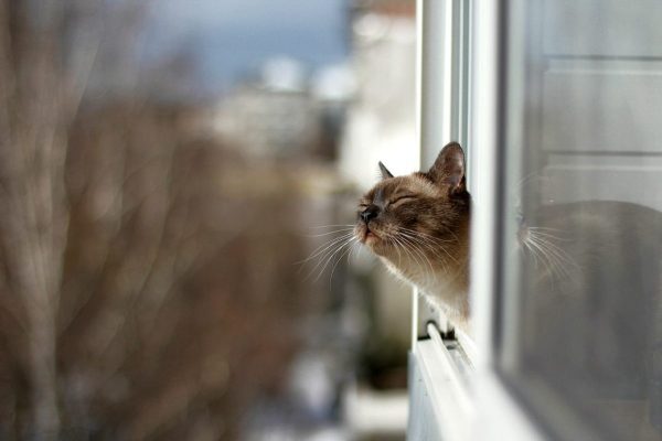 кот, окно, весна