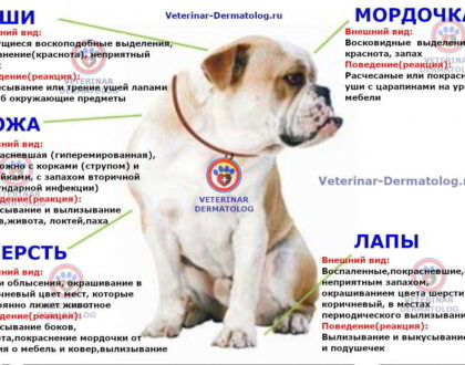 Атопический дерматит у собак: причины, симптомы, методы лечения
