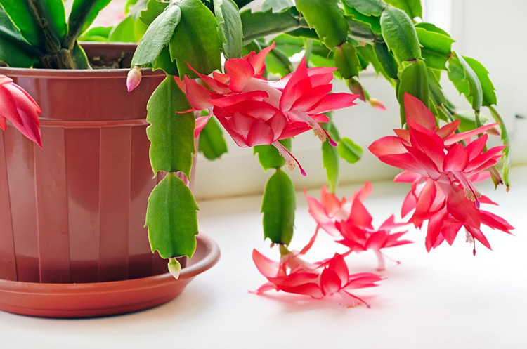 Выращивание в домашних условиях цветка декабрист: уход, приметы, разновидности