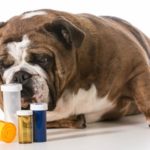 витамины и БАДы для повышения иммунитета у собак