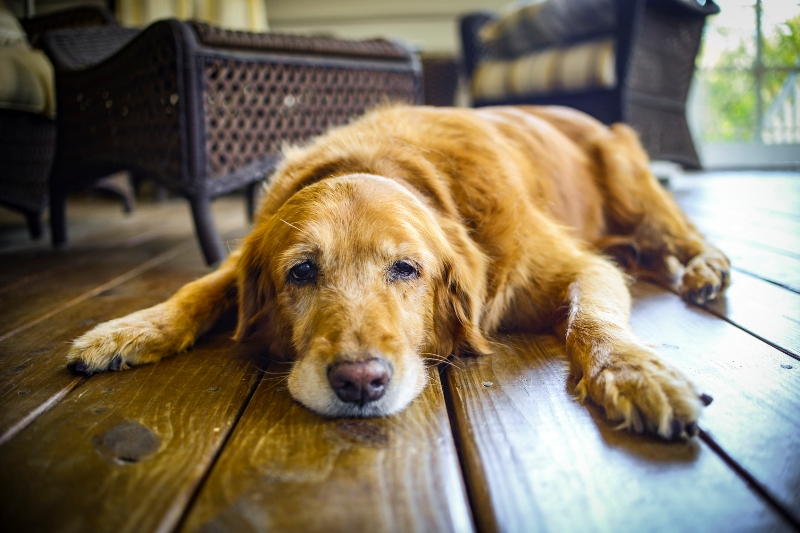 лечение и диагностика гастрита у собак