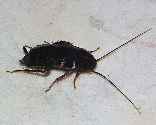 Черный таракан имеет красивое латинское название Blatta Orientalis, и наряду со своим рыжим собратом является типичным синантропным насекомым.