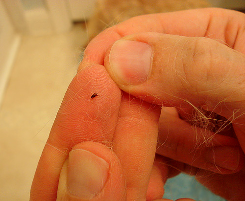Блохи - мелкие кровососущие насекомые, которые могут кусать не только домашних питомцев, но и вас самих.