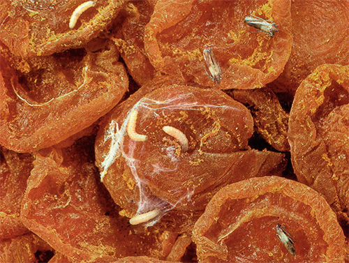 Сушеные абрикосы, пораженные пищевой молью