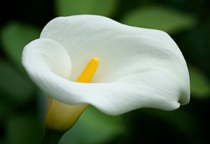 цветок калла