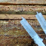 10 ответов на вопросы по обработке пчел Бипином