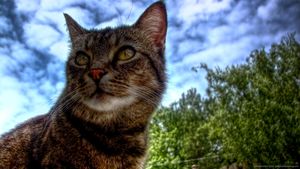 Симптомы заражения токсоплазмозом у кошек