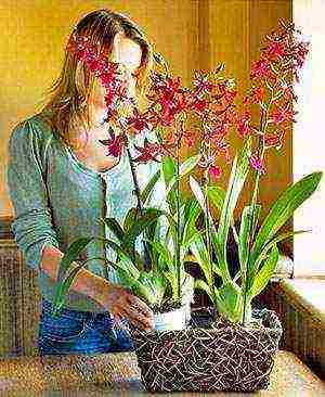 как выращивать и ухаживать за орхидеей в домашних условиях