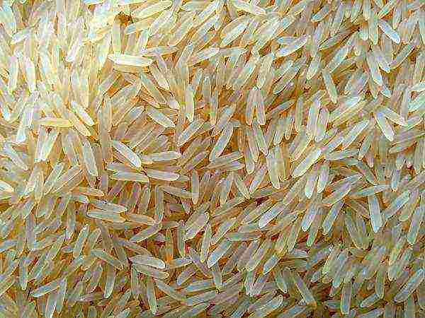 рис лучшие сорта