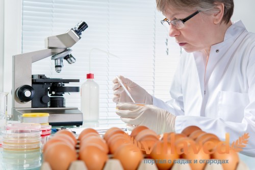 Экспертный контроль проверки качества куриных яйц