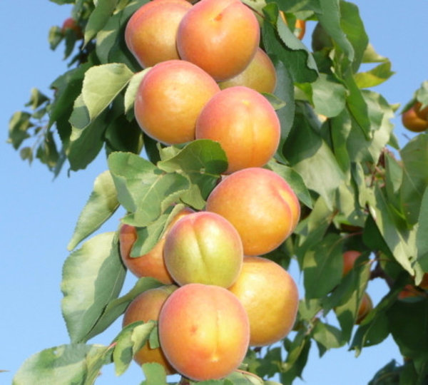 Колоновидный абрикос