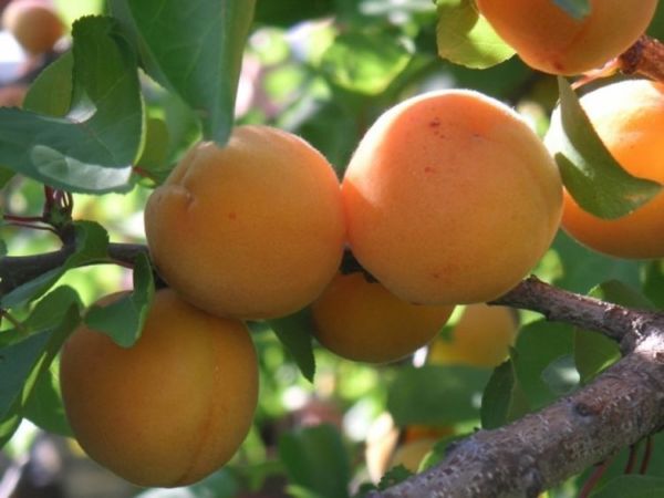 Персиковый абрикос