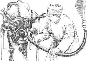 Промывка желудка коровы зондом