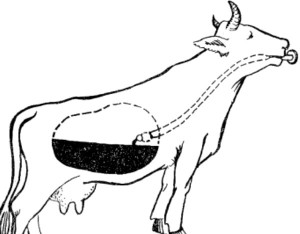 Промывка желудка коровы с помощью зонда