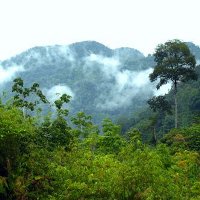 джунгли на острове Борнео