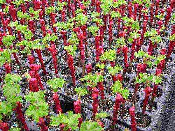 как выращивать виноград в средней полосе россии из черенков