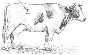 Прокол голодной ямки при тимпании рубца у коровы