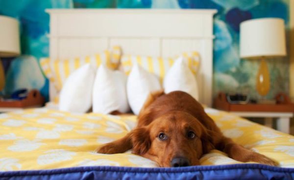 Как отучить собаку спать на кровати с хозяином. Простые способы