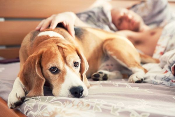 Почему собаки любят спать с хозяином. Мнения опытных владельцев