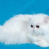 сонник белая кошка