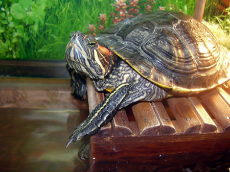 Водные черепахи как ухаживать инструкции к применению содержание