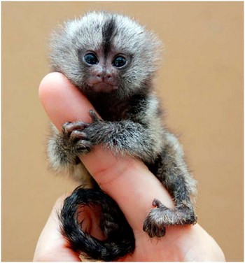 Миниатюрная обезьянка на пальце
