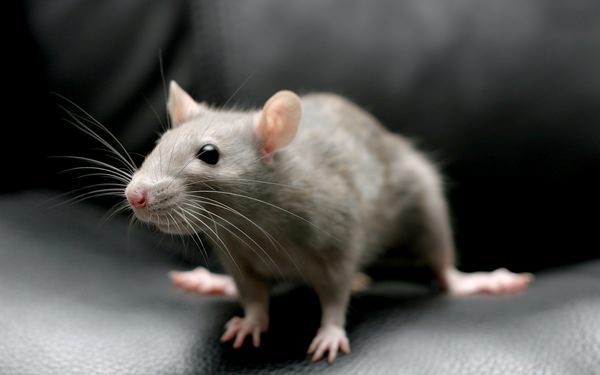 К чему снятся мыши и стоит ли поднимать визг?