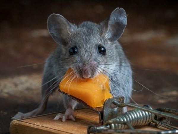 К чему снятся мыши и стоит ли поднимать визг?