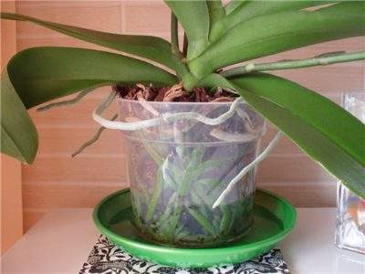 орхидеи уход в домашних условиях полив горшок без дырок