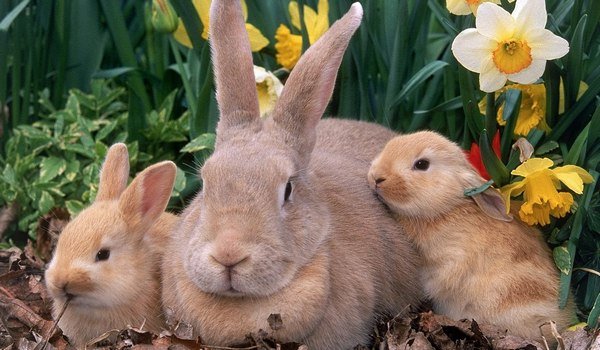 К чему снится крольчиха с крольчатами