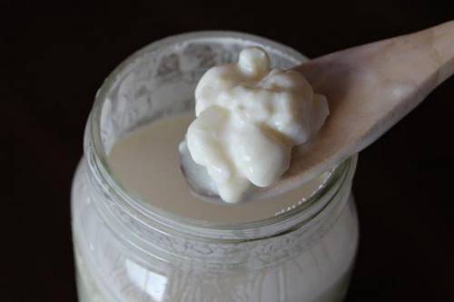 Молочный гриб: как ухаживать? Советы: как правильно использовать молочный (тибетский, кефирный) гриб с пользой для здоровья 4
