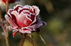 Уход за розами осенью, подготовка к зиме