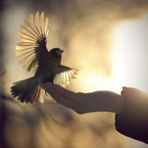 Птица в руках