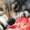 голодный волк
