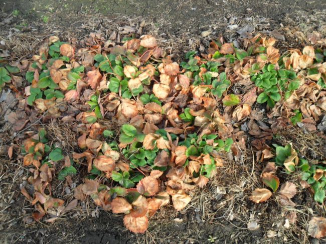 Опавшие листья клубники на земле