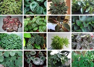 Описание разновидностей растения пеперомии