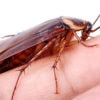 видеть во сне тараканов на теле