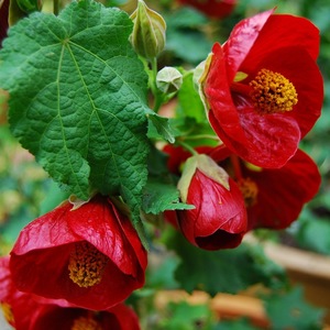 ТОР комнатных неприхотливых красивоцветущих растений для новичков-Абутилон