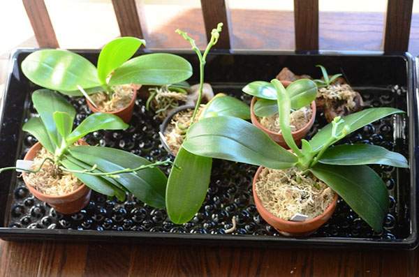 уход за орхидеями в домашних условиях почему опадают листья