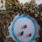 Внимательно рассматривайте купленные семена на предмет обнаружения в них семян амброзии