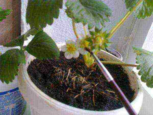 выращиваем клубнику в домашних условиях