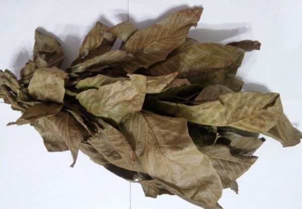 Засушенные листья грецкого ореха