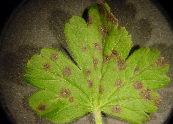 Для лечения от антракноза листья крыжовника нужно сжечь, опрыскать медным купоросом и бордосской жидкостью