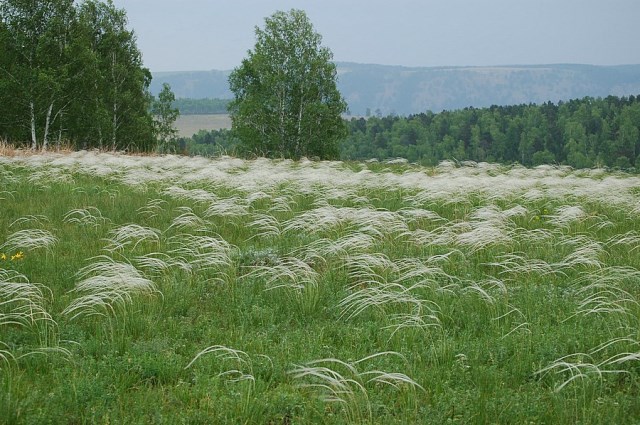 Трава ковыль летом в поле