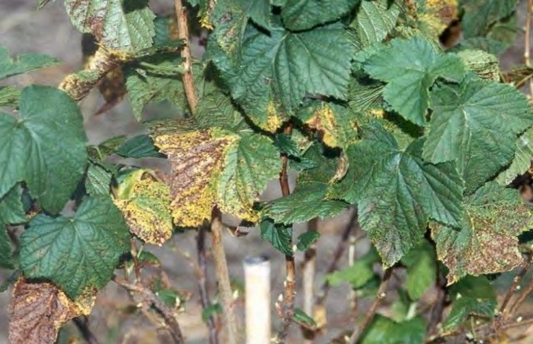Антракноз на листьях смородины
