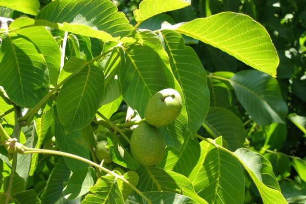 Ветки грецкого ореха с зелеными листьями и плодами