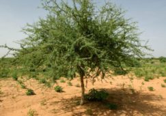 Акация сенегальская (Acacia senegal): описание, свойства и фото