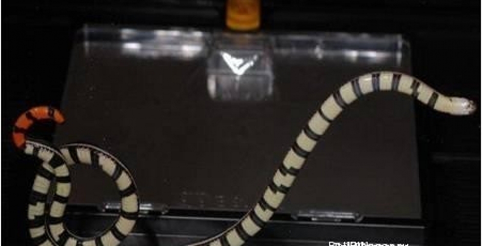 Asian coral snake - опасные и ядовитые змеи на Бали